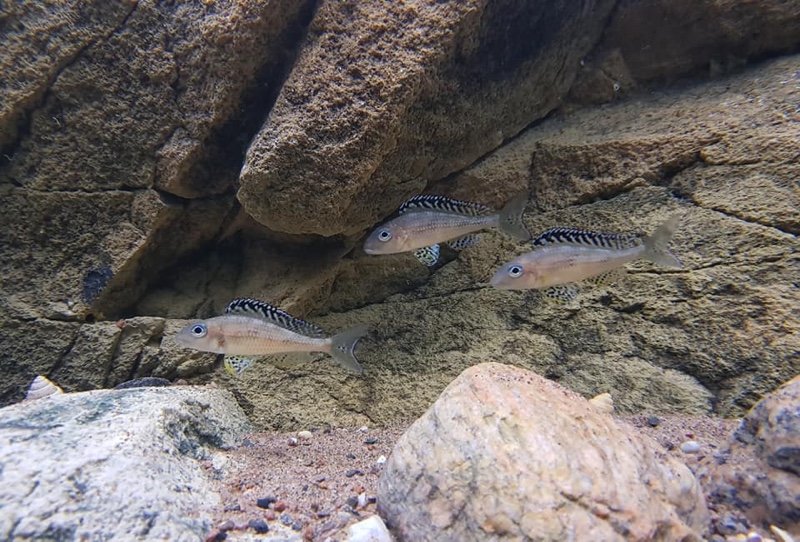 Xenotilapia papilio 'Tembwe (Deux)'